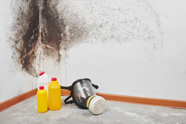 Best Professional Mold Removal  in Lake City, MN