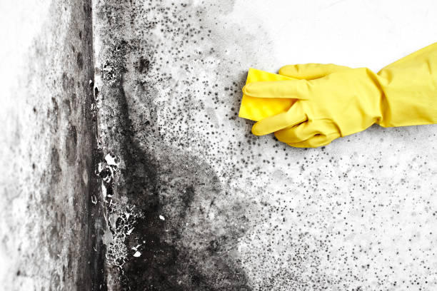 Best Crawl Space Mold Removal  in Lake City, MN