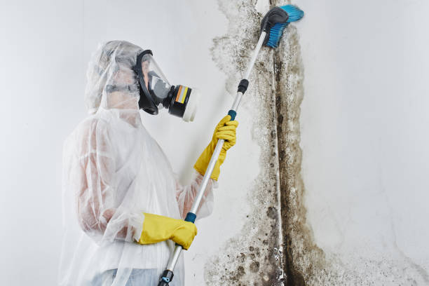 Best Residential Mold Removal  in Lake City, MN