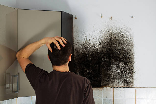 Best Mold Removal Specialists  in Lake City, MN