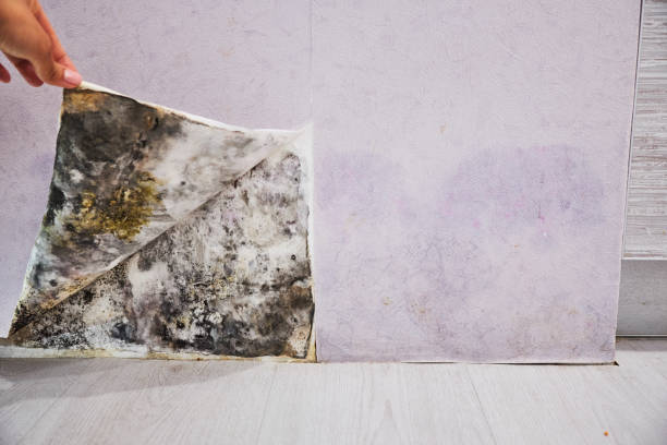 Best Local Mold Removal Service  in Lake City, MN